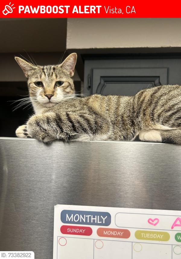 Lost Female Cat last seen Rancho Vista/ Bandini, Vista, CA 92083