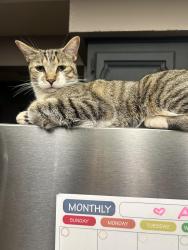 Lost Female Cat last seen Rancho Vista/ Bandini, Vista, CA 92083