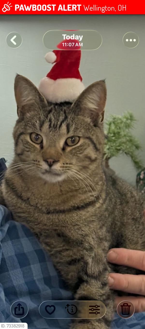 Lost Male Cat last seen SR 18 & Quarry Rd. by Echo Valley Golf Course, Wellington, OH 44090