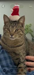 Lost Male Cat last seen SR 18 & Quarry Rd. by Echo Valley Golf Course, Wellington, OH 44090