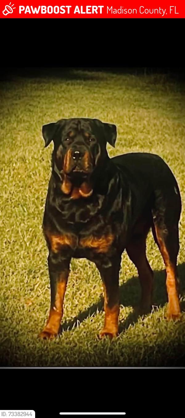 Lost Male Dog last seen Madison, Madison County, FL 32350