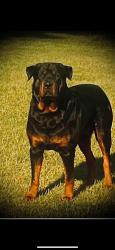 Lost Male Dog last seen Madison, Madison County, FL 32350