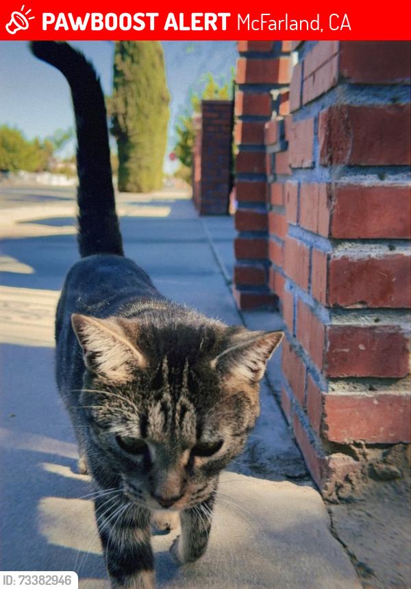 Lost Female Cat last seen McFarland library, McFarland, CA 93250