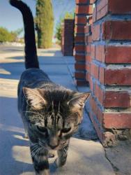 Lost Female Cat last seen McFarland library, McFarland, CA 93250