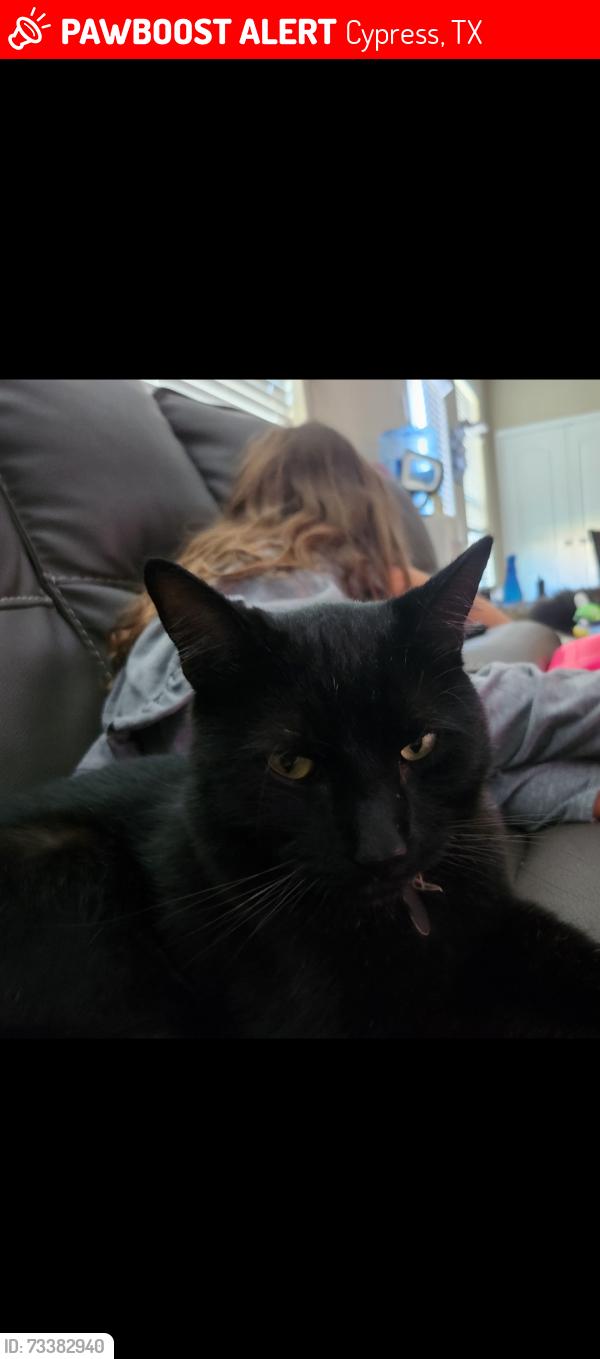 Lost Male Cat last seen Barker Cypress and huffmiester, Cypress, TX 77429