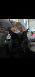 Lost Male Cat last seen Barker Cypress and huffmiester, Cypress, TX 77429