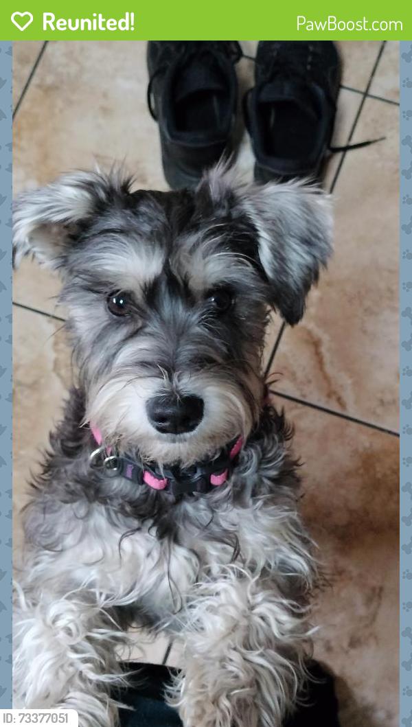 Reunited Female Dog last seen 160th & Sawyer, Markham, IL 60428