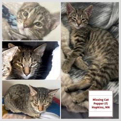 Lost Female Cat last seen 11th ave S, Hopkins, MN 55343