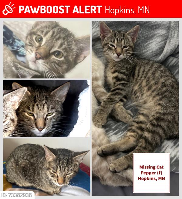 Lost Female Cat last seen 11th ave S, Hopkins, MN 55343