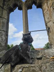 Lost Male Cat last seen Left home but hasn't come back fields end, North Lincolnshire, England DN39 6UT
