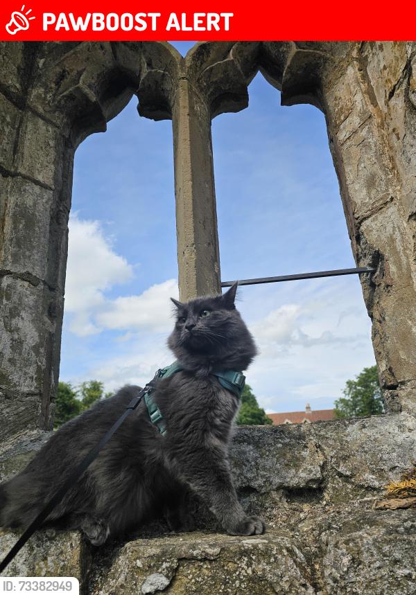 Lost Male Cat last seen Left home but hasn't come back fields end, North Lincolnshire, England DN39 6UT