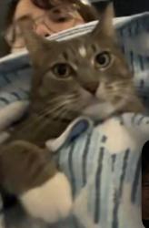 Reunited Female Cat last seen Westwood Drive, Tamarac, FL 33068
