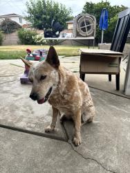 Reunited Female Dog last seen Near Bellflower Blvd, Lakewood, CA 90713, USA, Lakewood, CA 90713