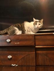Lost Male Cat last seen timber trace st, San Antonio, TX 78250