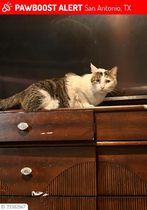 Lost Male Cat last seen timber trace st, San Antonio, TX 78250