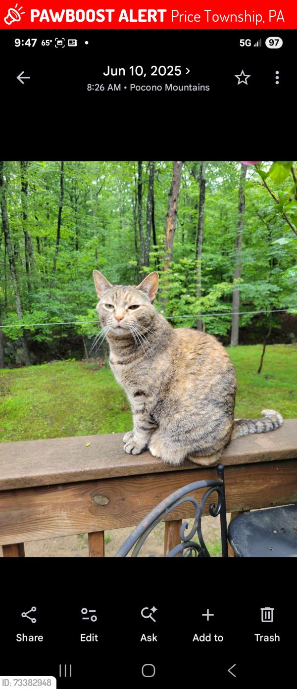 Lost Female Cat last seen Circle H and Deer Path, Price Township, PA 18302