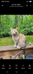 Lost Female Cat last seen Circle H and Deer Path, Price Township, PA 18302