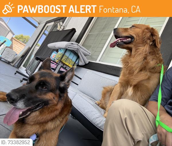 Found/Stray Unknown Dog last seen On magnolia and Augusta, Fontana, CA 92336
