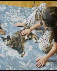 Reunited Female Cat last seen Near SW Morgan St, Seattle, WA 98126