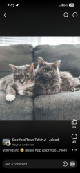Lost Female Cat last seen Barnes ave and oak ave, Deptford, NJ 08096
