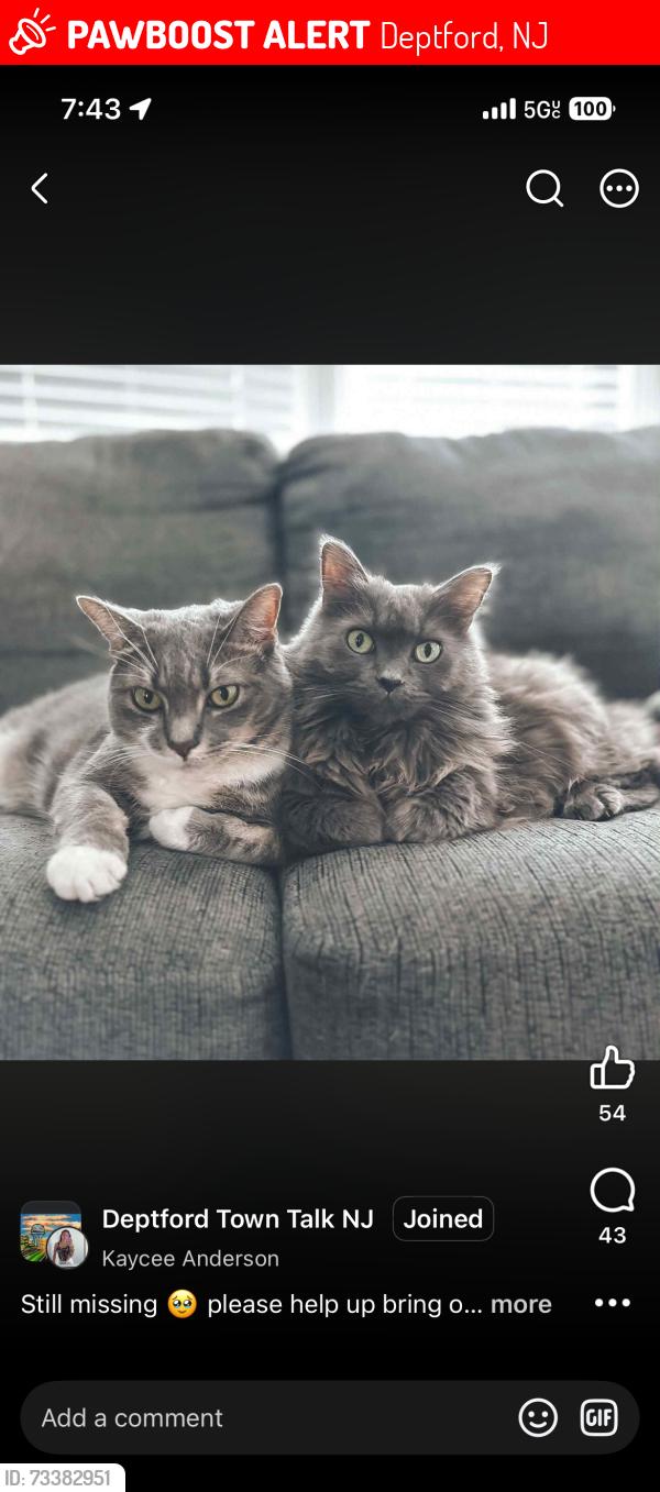 Lost Female Cat last seen Barnes ave and oak ave, Deptford, NJ 08096