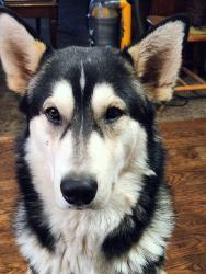 Lost Male Dog last seen Near Nebraska Street, Longview, WA 98632
