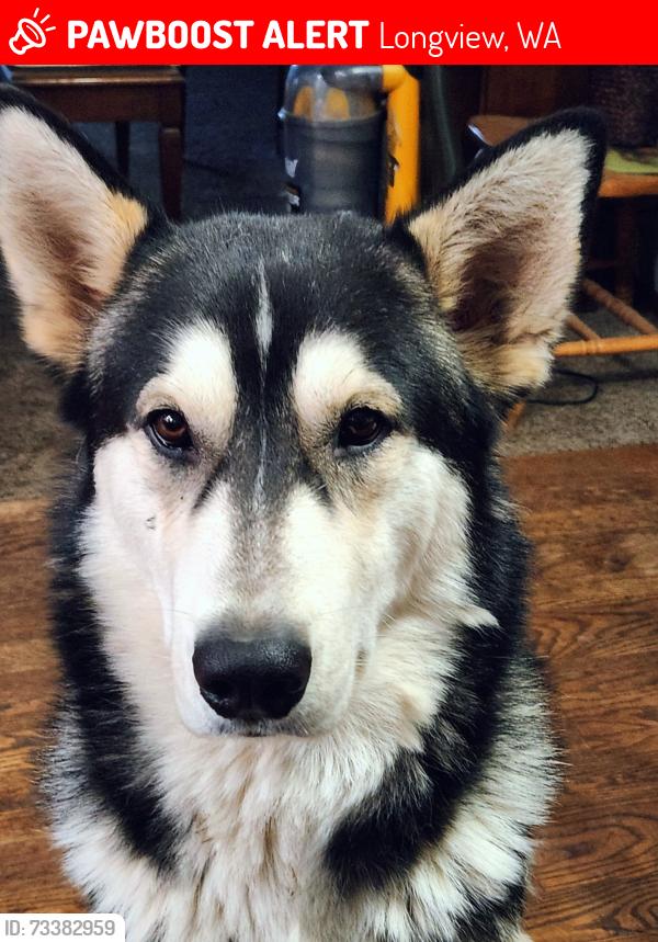 Lost Male Dog last seen Near Nebraska Street, Longview, WA 98632