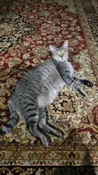 Reunited Male Cat last seen 34th ST W & 2nd Ave W, West Bradenton, FL 34205
