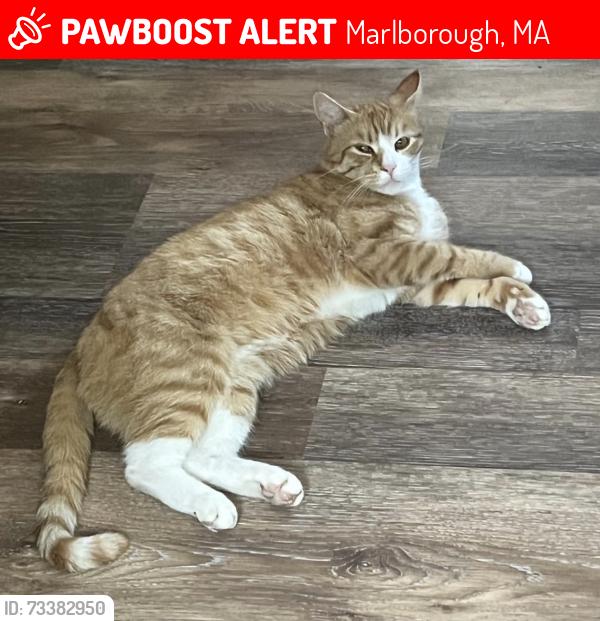 Lost Male Cat last seen W Main St Marlborough MA, Marlborough, MA 01752