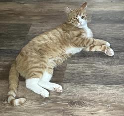 Lost Male Cat last seen W Main St Marlborough MA, Marlborough, MA 01752
