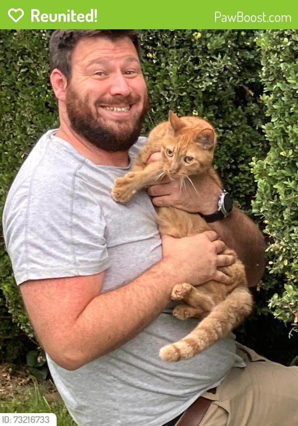 Reunited Male Cat last seen Center St, Bloomsbury NJ, Bloomsbury, NJ 08804