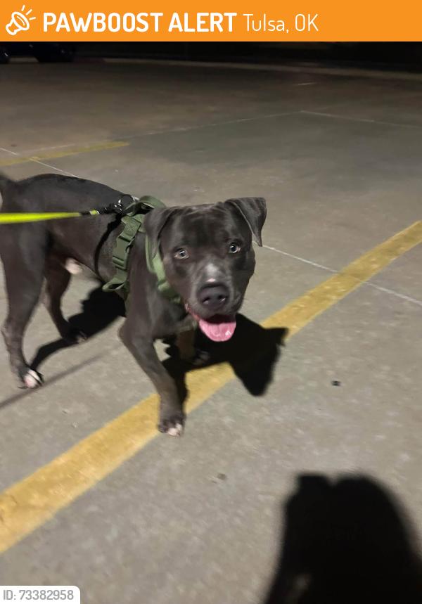 Found/Stray Male Dog last seen Sheridan Rd and 41st near The Home Depot, Tulsa, OK 74145