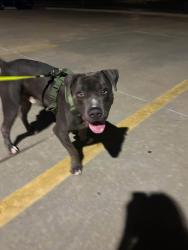 Found/Stray Male Dog last seen Sheridan Rd and 41st near The Home Depot, Tulsa, OK 74145
