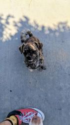 Reunited Unknown Dog last seen Near Noble Ave, North Hills, CA 91343, USA, Los Angeles, CA 91343