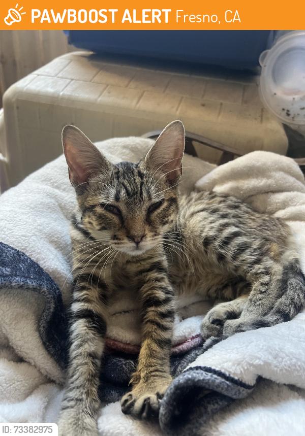 Found/Stray Female Cat last seen Cedar and Gettysburg, Fresno, CA 93726