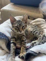 Found/Stray Female Cat last seen Cedar and Gettysburg, Fresno, CA 93726