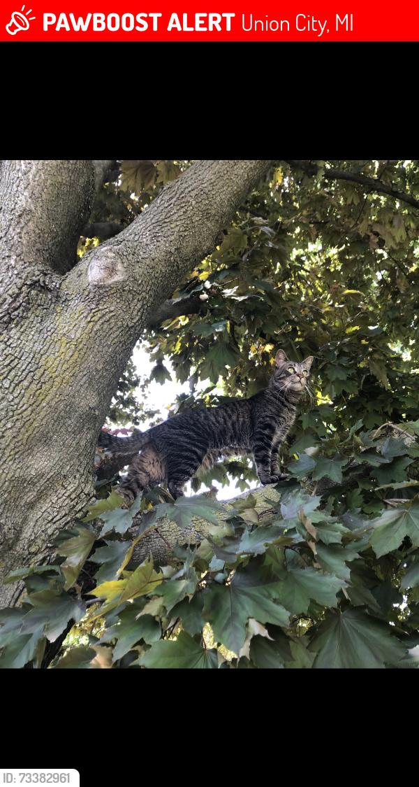 Lost Male Cat last seen None, Union City, MI 49094