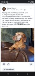 Lost Female Dog last seen Hartford, Beverly, Ashford, Cheyenne, WY 82007