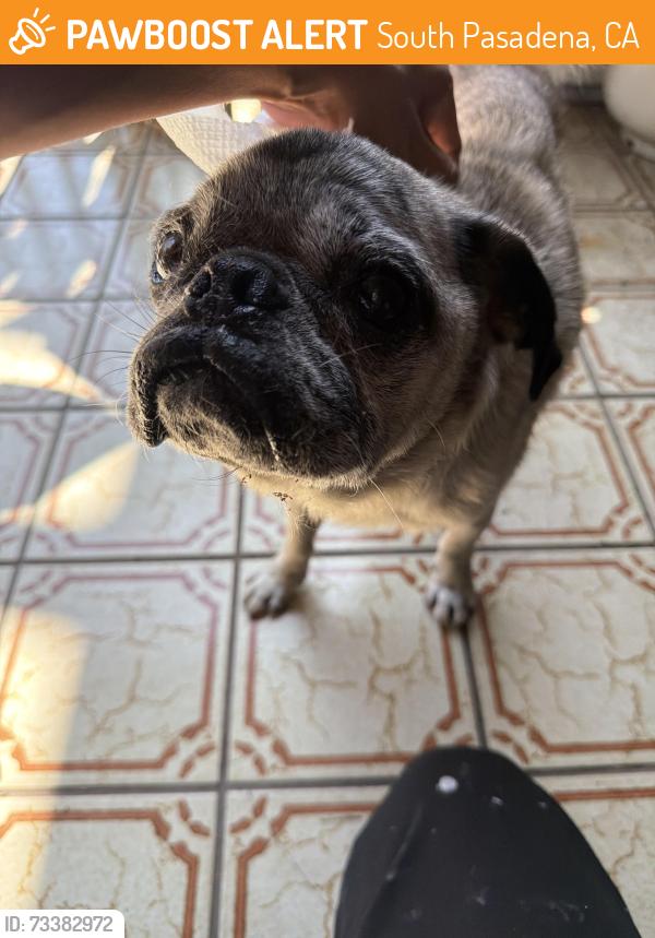 Found/Stray Male Dog last seen Columbia and Fremont st, South Pasadena, CA 91030