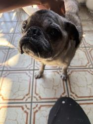 Found/Stray Male Dog last seen Columbia and Fremont st, South Pasadena, CA 91030