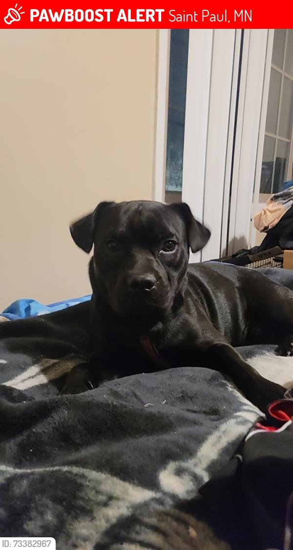 Lost Male Dog last seen Maryland ave E and Arkwright st N, Saint Paul, MN 55106