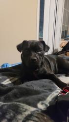 Lost Male Dog last seen Maryland ave E and Arkwright st N, Saint Paul, MN 55106