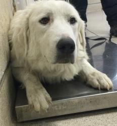 Shelter Stray Female Dog last seen Near BLOCK DODD ST, JURUPA VALLEY, CA, 6851 Van Buren Boulevard, Jurupa Valley, CA 92509, USA