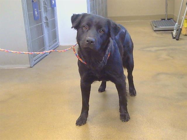 Shelter Stray Female Dog last seen FRANKLIN BLVD/33RD AVE, 95824, 3839 Bradshaw Rd, Sacramento, CA 95827, USA