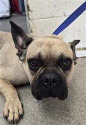 Shelter Stray Male Dog last seen Near BLOCK W GILBERT J ADAME CT, 333 Chandler Pl, San Bernardino, CA 92408, USA
