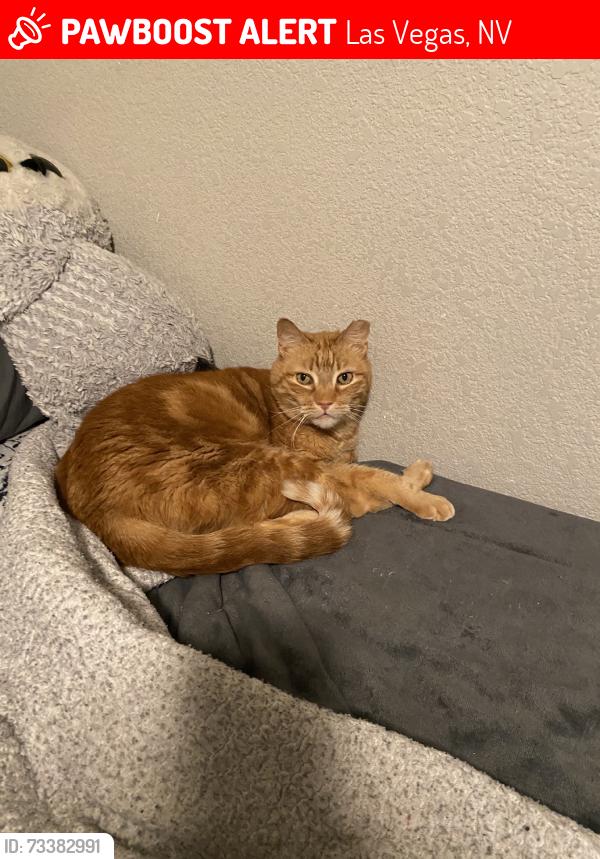 Lost Male Cat last seen Lake Mead/Nellis, Las Vegas, NV 89156