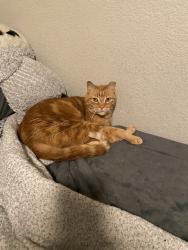 Lost Male Cat last seen Lake Mead/Nellis, Las Vegas, NV 89156