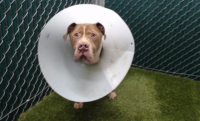 Shelter Stray Male Dog last seen , 11258 Garfield Ave, Downey, CA 90242, USA