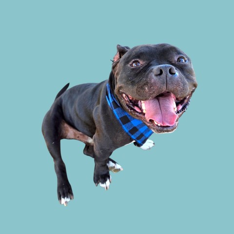 Shelter Stray Male Dog last seen MORNING DR/PALADINO DR, BAKERSFIELD CA 93306, 3951 Fruitvale Ave, Bakersfield, CA 93308, USA