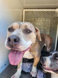 Shelter Stray Female Dog last seen Near POND RD, WASCO CA 93280, 3951 Fruitvale Ave, Bakersfield, CA 93308, USA